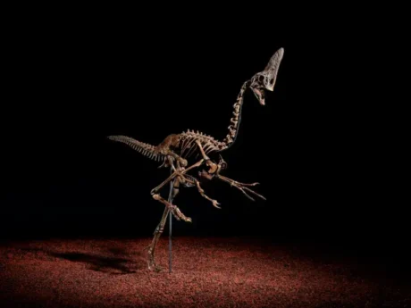 “Spike”, un fossile di dinosauro Caenagnathid di 68 milioni di anni, sarà messo all’asta da Christie’s Londra in occasione della vendita “Groundbreakers: Icons of Our Time”