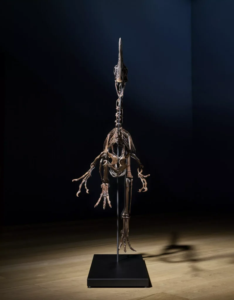 Immagine del fossile montato di Spike, il dinosauro Caenagnathid che sarà protagonista dell’asta “Groundbreakers” di Christie’s